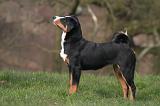 BOUVIER D'APPENZELL 074